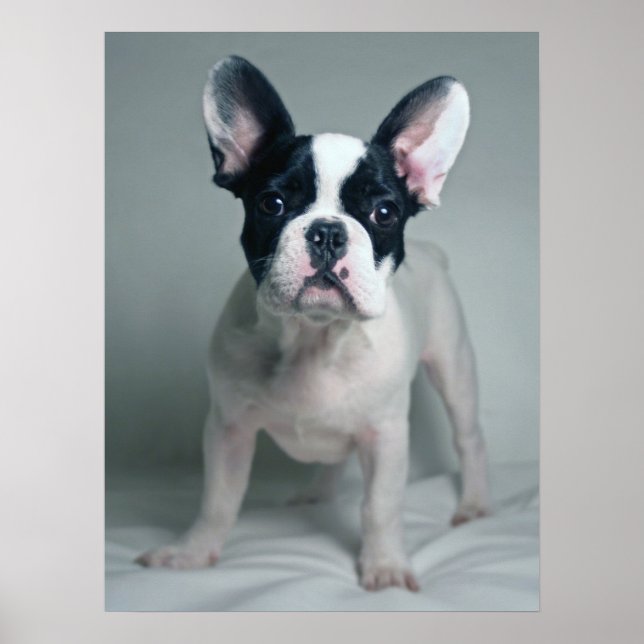 Affiche Animaux de bébés cutest | French Bulldog Puppy (Devant)
