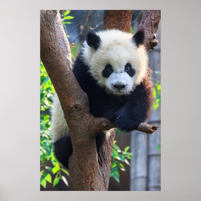 Affiche Animaux de bébés cutest | Géant Panda Cub (Devant)