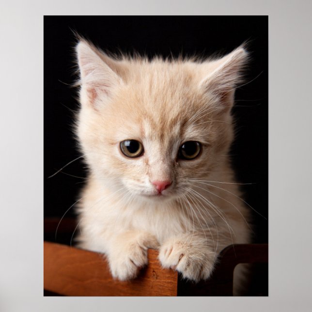 Affiche Animaux de bébés cutest | Ginger Kitten (Devant)