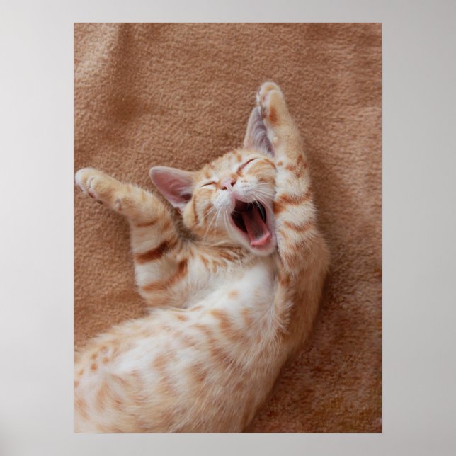 Affiche Animaux de bébés cutest | Ginger Kitten Yawning (Devant)