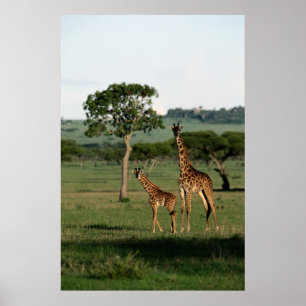 Affiche Animaux de bébés cutest Giraffe Calf & Mama