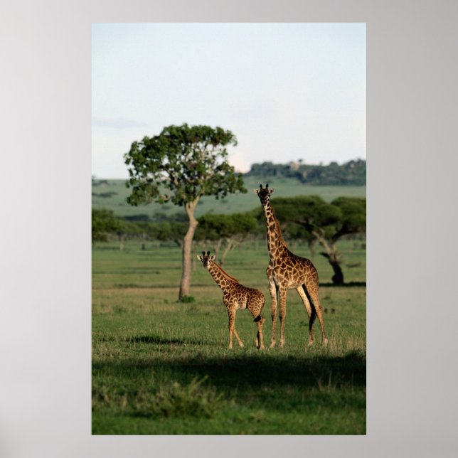 Affiche Animaux de bébés cutest | Giraffe Calf & Mama (Devant)
