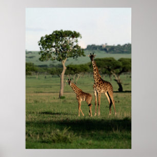 Affiche Animaux de bébés cutest Giraffe Calf & Mama