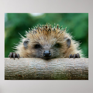 Affiche Animaux de bébés cutest   Hedgehog Smile
