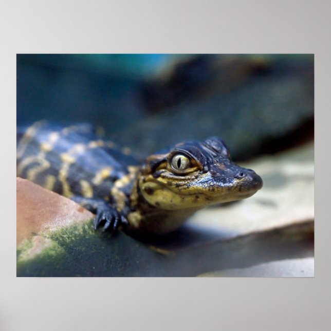 Affiche Animaux de bébés cutest | Jeune alligator (Devant)