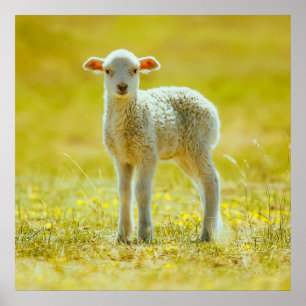 Affiche Animaux de bébés cutest   Jeune mouton