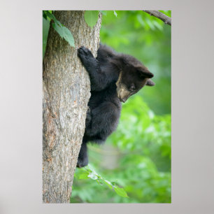 Affiche Animaux de bébés cutest Jeune ours Ours Noir