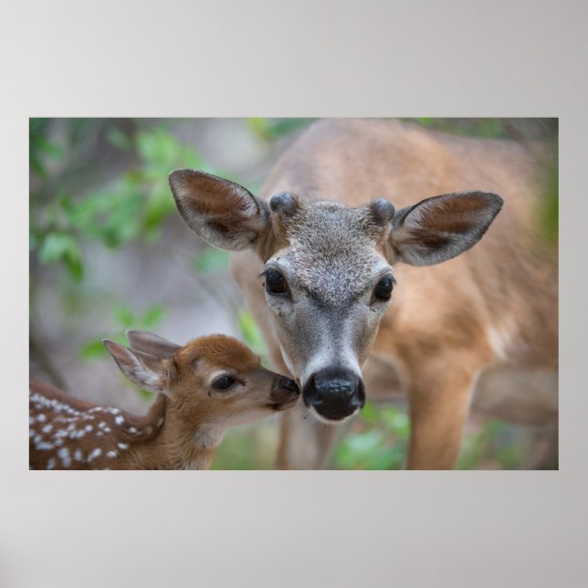 Affiche Animaux de bébés cutest | Key Deer Stag & Fawn (Devant)