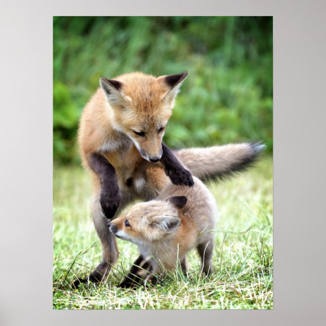 Affiche Animaux de bébés cutest | Kit et maman Fox adorabl (Devant)