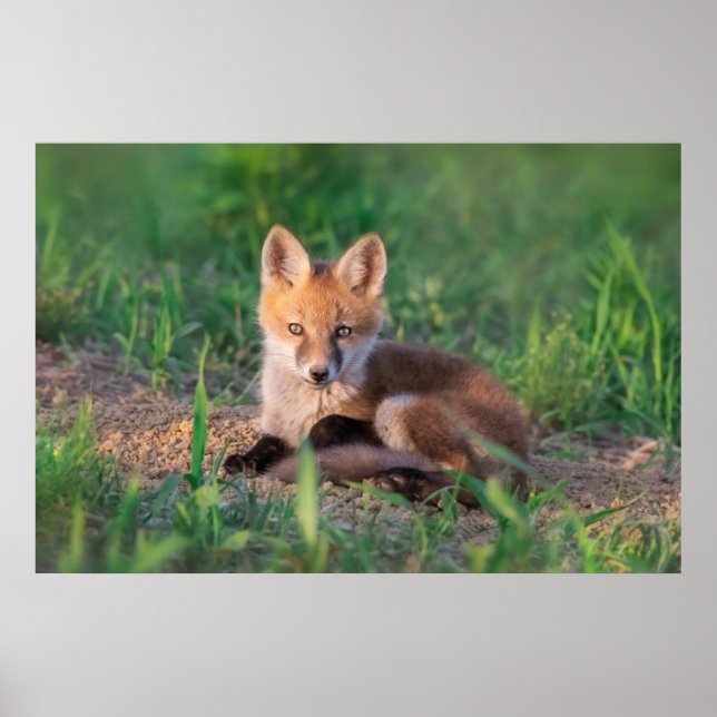 Affiche Animaux de bébés cutest | Kit Red Fox Relaxant (Devant)