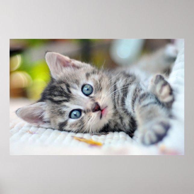 Affiche Animaux de bébés cutest | Kitten aux yeux bleus (Devant)