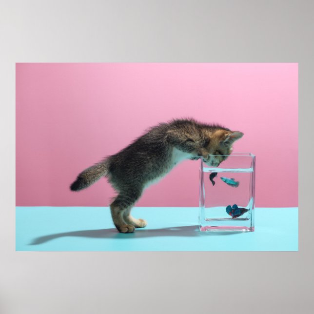 Affiche Animaux de bébés cutest | Kitten En regardant le b (Devant)