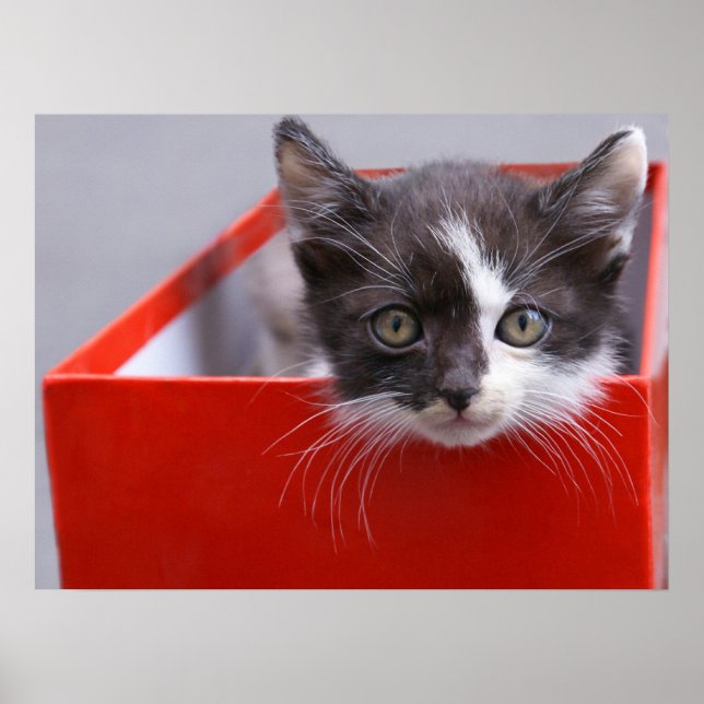Affiche Animaux de bébés cutest | Kitten noir et blanc (Devant)