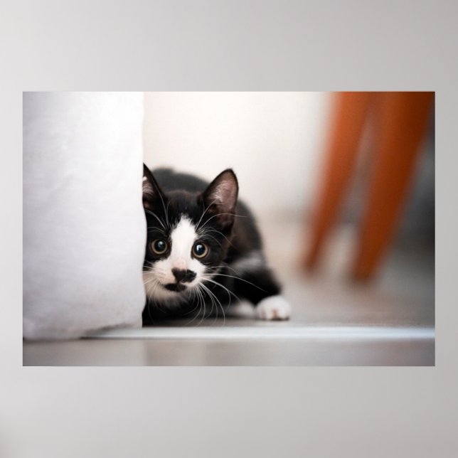 Affiche Animaux de bébés cutest | Kitten noir et blanc (Devant)