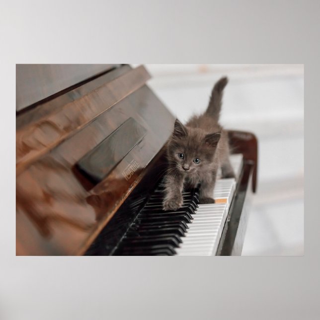 Affiche Animaux de bébés cutest | Kitten sur piano (Devant)