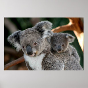Affiche Animaux de bébés cutest Koala et Joey
