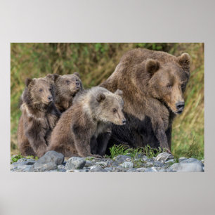 Affiche Animaux de bébés cutest   Kodiak Mama Bear & Cubs