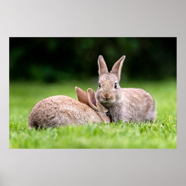 Affiche Animaux de bébés cutest | Lapins de lapin sauvage (Devant)