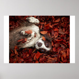 Affiche Animaux de bébés cutest   L'espagnol dans les feui