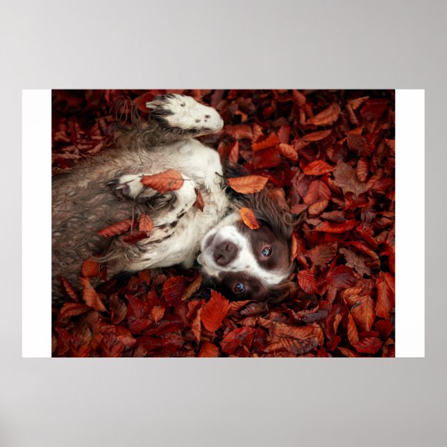 Affiche Animaux de bébés cutest | L'espagnol dans les feui (Devant)