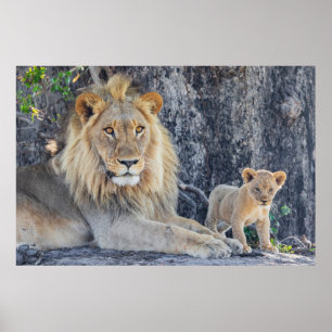 Affiche Animaux de bébés cutest   Lion Dad & Cub