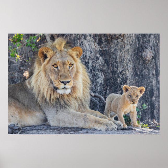 Affiche Animaux de bébés cutest | Lion Dad & Cub (Devant)