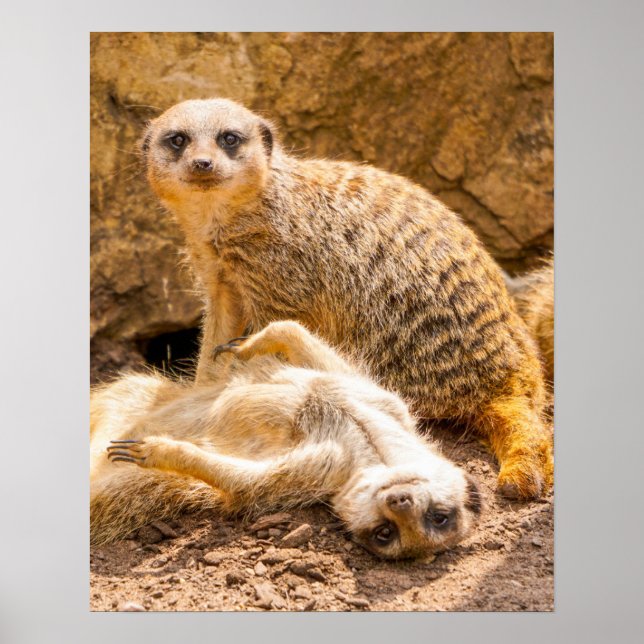 Affiche Animaux de bébés cutest | Meerkats joueurs (Devant)