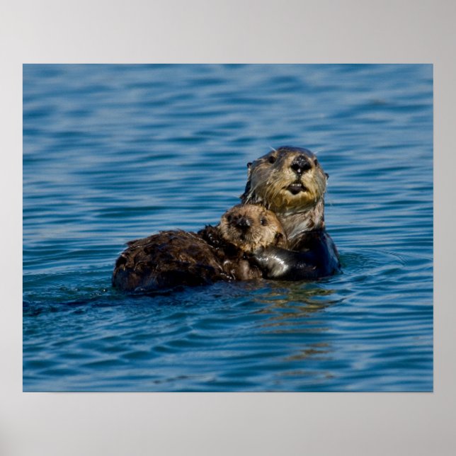 Affiche Animaux de bébés cutest | Mère & Bébé Sea Otter (Devant)