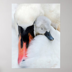 Affiche Animaux de bébés cutest   Mère et bébé Mute Swan