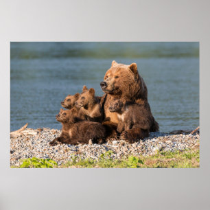 Affiche Animaux de bébés cutest   Mère Ours & Cubs
