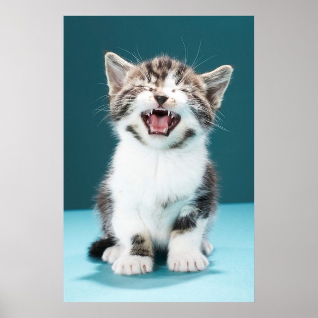 Affiche Animaux de bébés cutest | Mewing Baby Kitten (Devant)