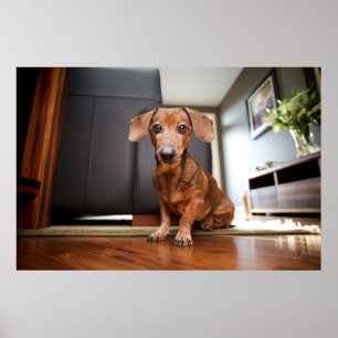 Affiche Animaux de bébés cutest   Mini chiot