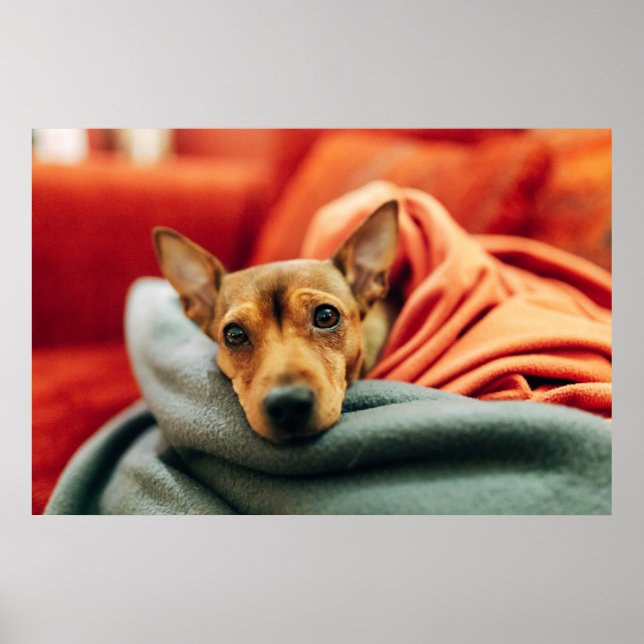 Affiche Animaux de bébés cutest | Miniature Pinscher (Devant)