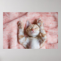 Animaux de bébés cutest | Minuscule chaton rayé or