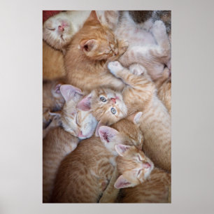 Affiche Animaux de bébés cutest Orange Kitten Pile