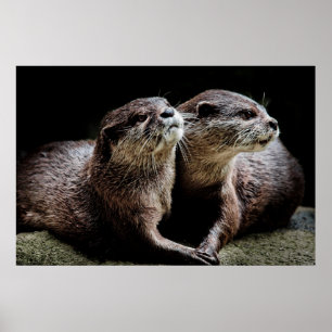 Affiche Animaux de bébés cutest   Otters tenant les mains