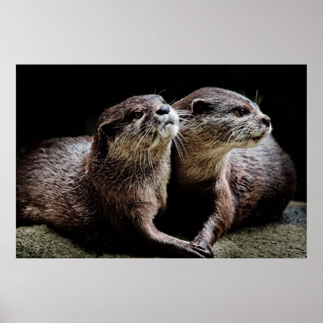 Affiche Animaux de bébés cutest | Otters tenant les mains (Devant)
