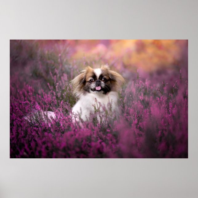 Affiche Animaux de bébés cutest | Pekingese Puppy (Devant)