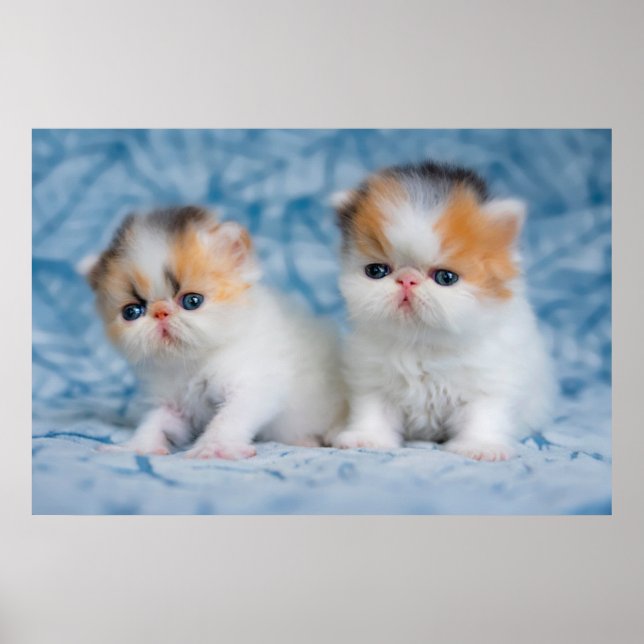 Affiche Animaux de bébés cutest | Persian Calico Kitten (Devant)
