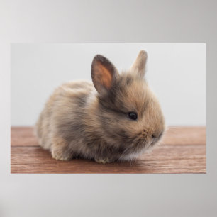 Affiche Animaux de bébés cutest   Petit lapin bébé
