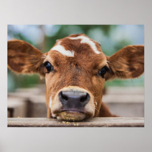 Affiche Animaux de bébés cutest Petite vache