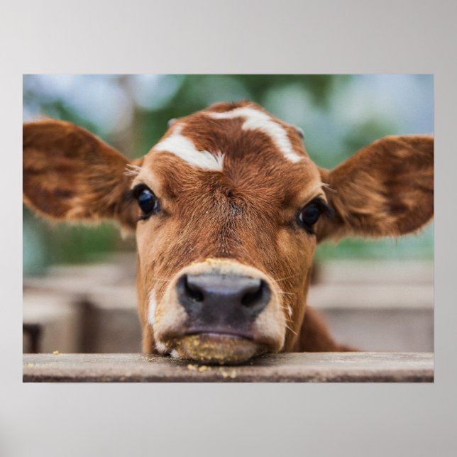 Affiche Animaux de bébés cutest | Petite vache (Devant)