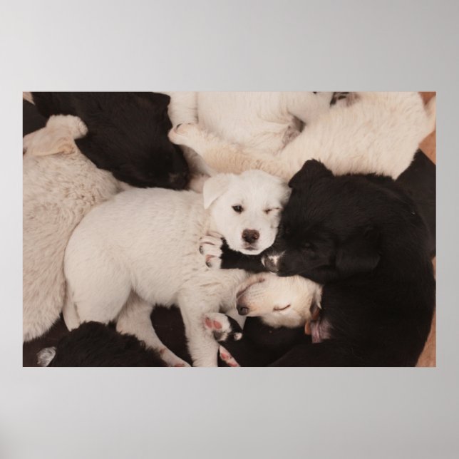 Affiche Animaux de bébés cutest | Pile de marionnettes (Devant)