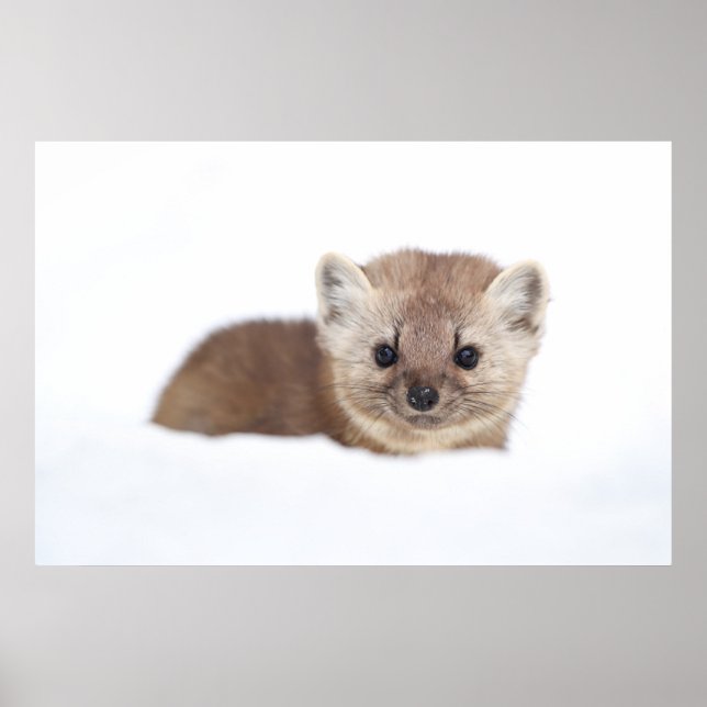 Affiche Animaux de bébés cutest | Pine Marten (Devant)