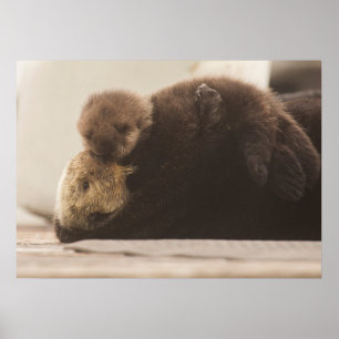 Affiche Animaux de bébés cutest Pompe Otter nouveau-né