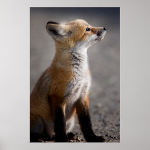 Affiche Animaux de bébés cutest Portrait Baby Fox