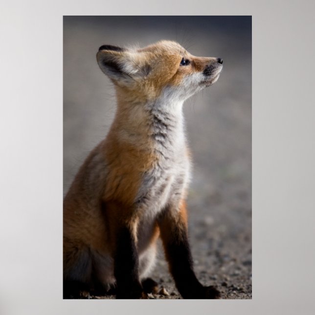 Affiche Animaux de bébés cutest | Portrait Baby Fox (Devant)