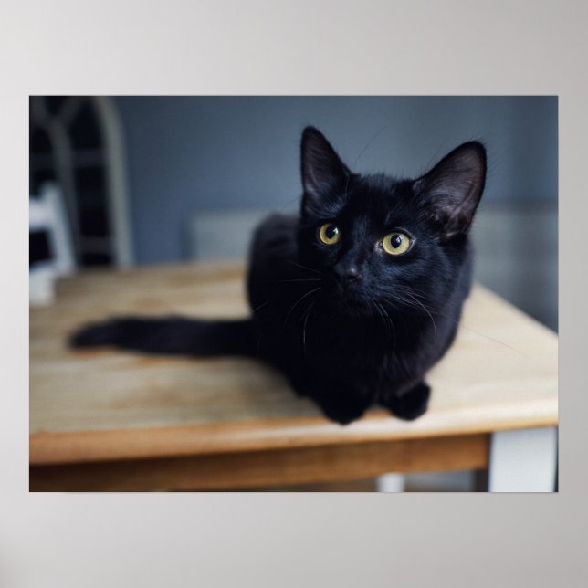Affiche Animaux de bébés cutest | Portrait d'un chat noir (Devant)
