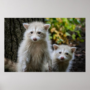 Affiche Animaux de bébés cutest   Raccoons jeunes blonds