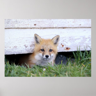 Affiche Animaux de bébés cutest   Red Fox Kit Peeking